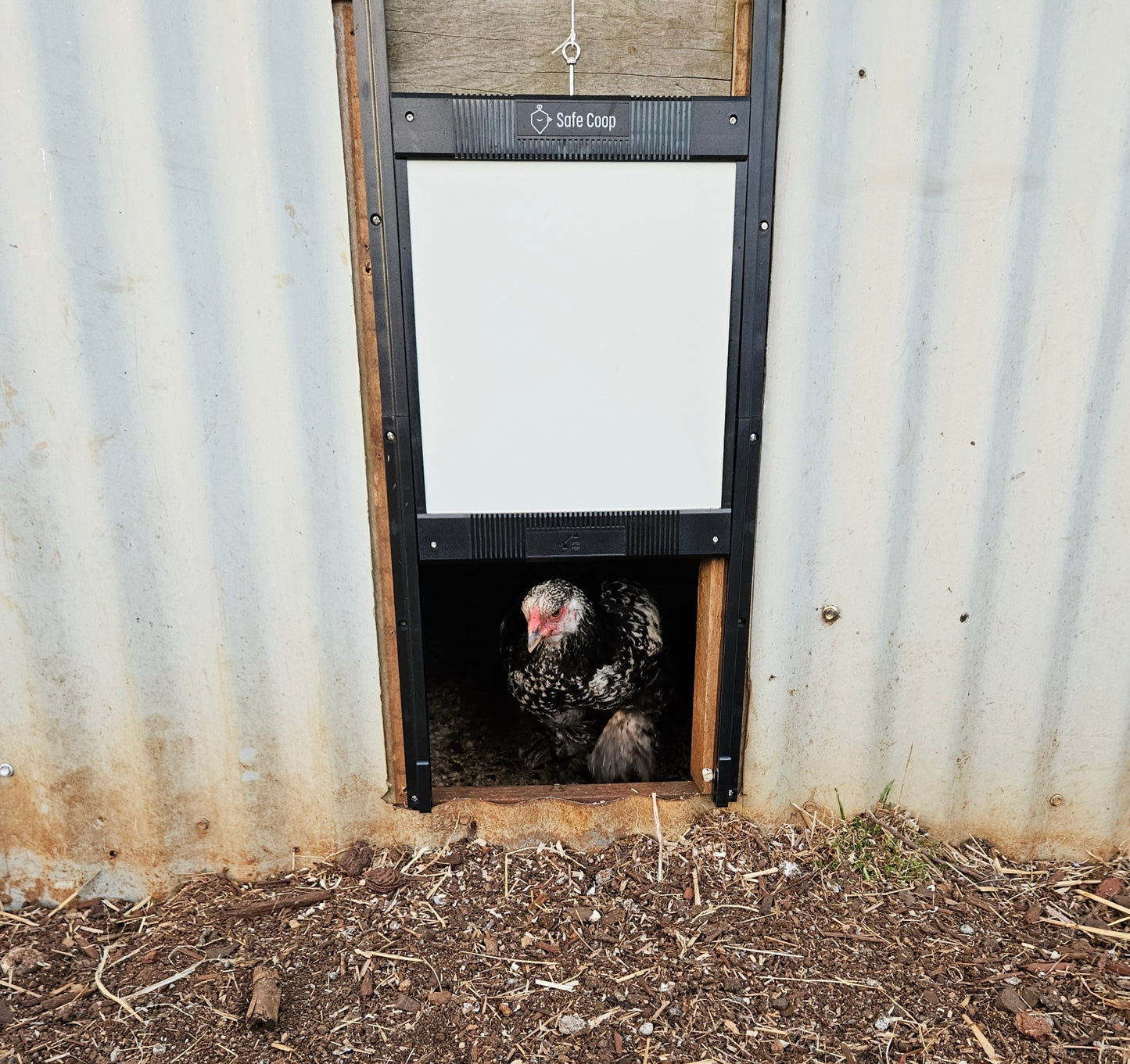 Hen coming out of a chicken coop through an opening Safe Coop® automatic chicken door.