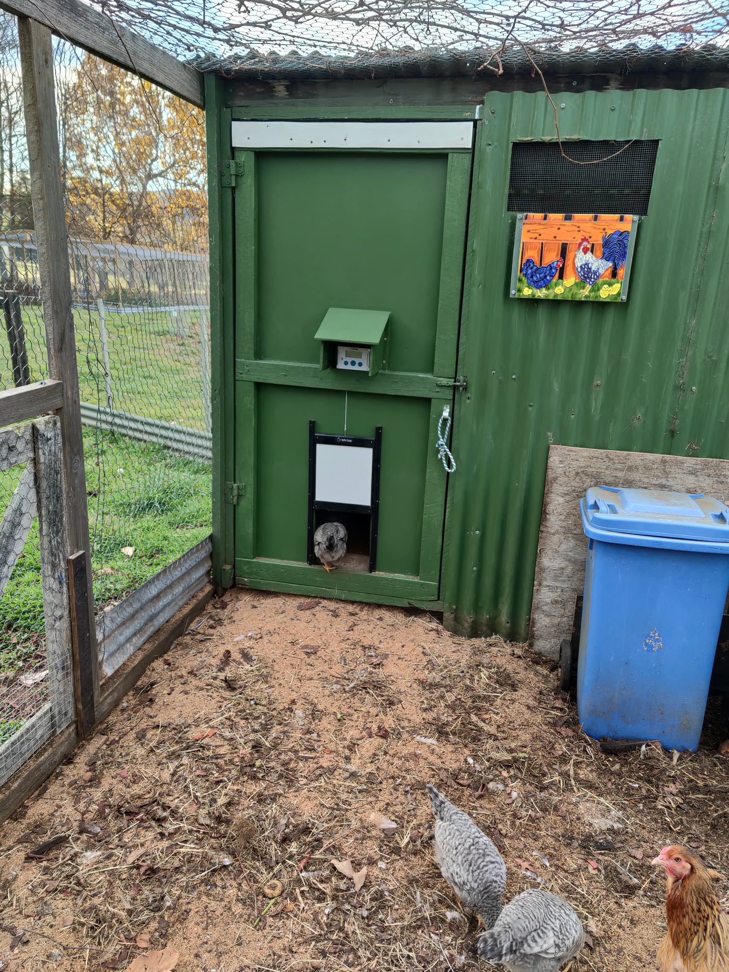 Hen entering a chicken coop through an open Safe Coop® automatic chicken door.