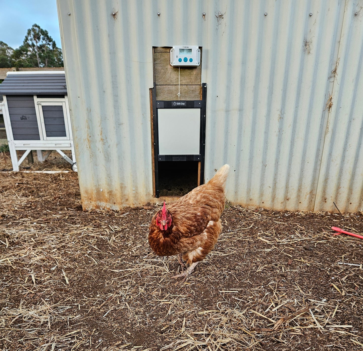 Isa Brown hen in front of a Safe Coop automatic chicken door.