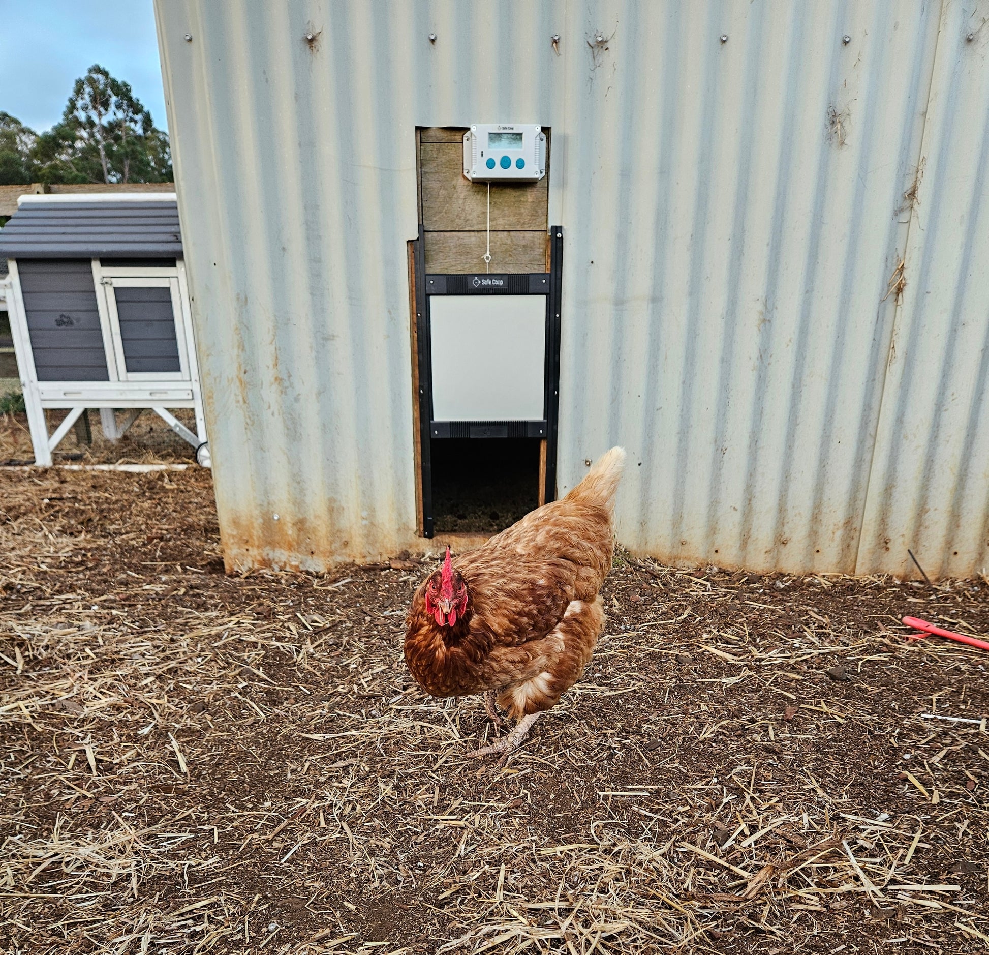Isa Brown hen in front of a Safe Coop automatic chicken door.