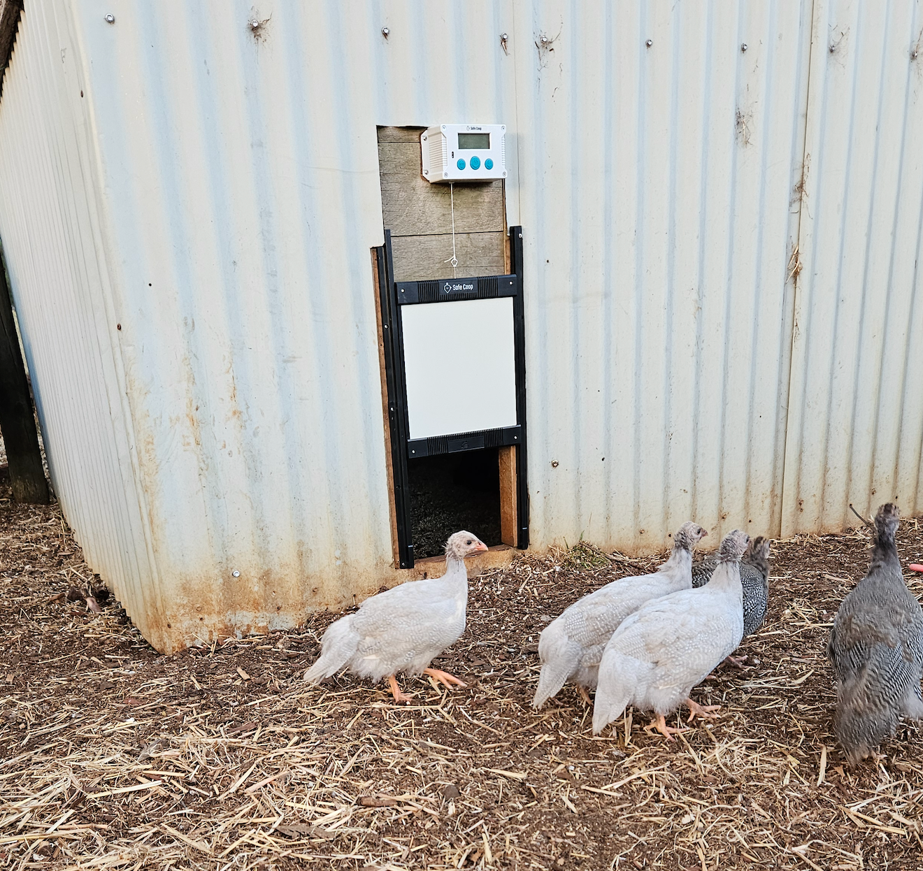Safe Coop® automatic chicken door being used by Guinea Fowl.