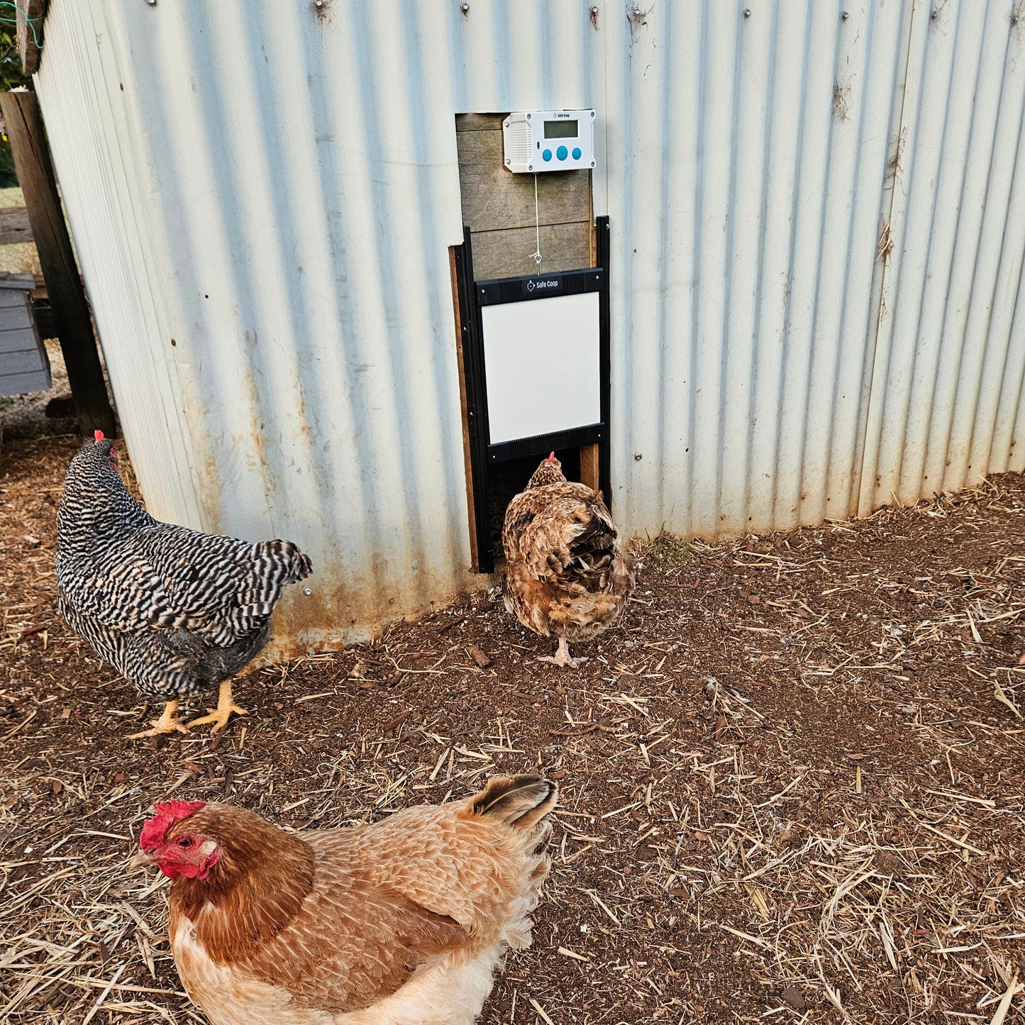 Safe Coop® automatic chicken door installed on a large chicken coop