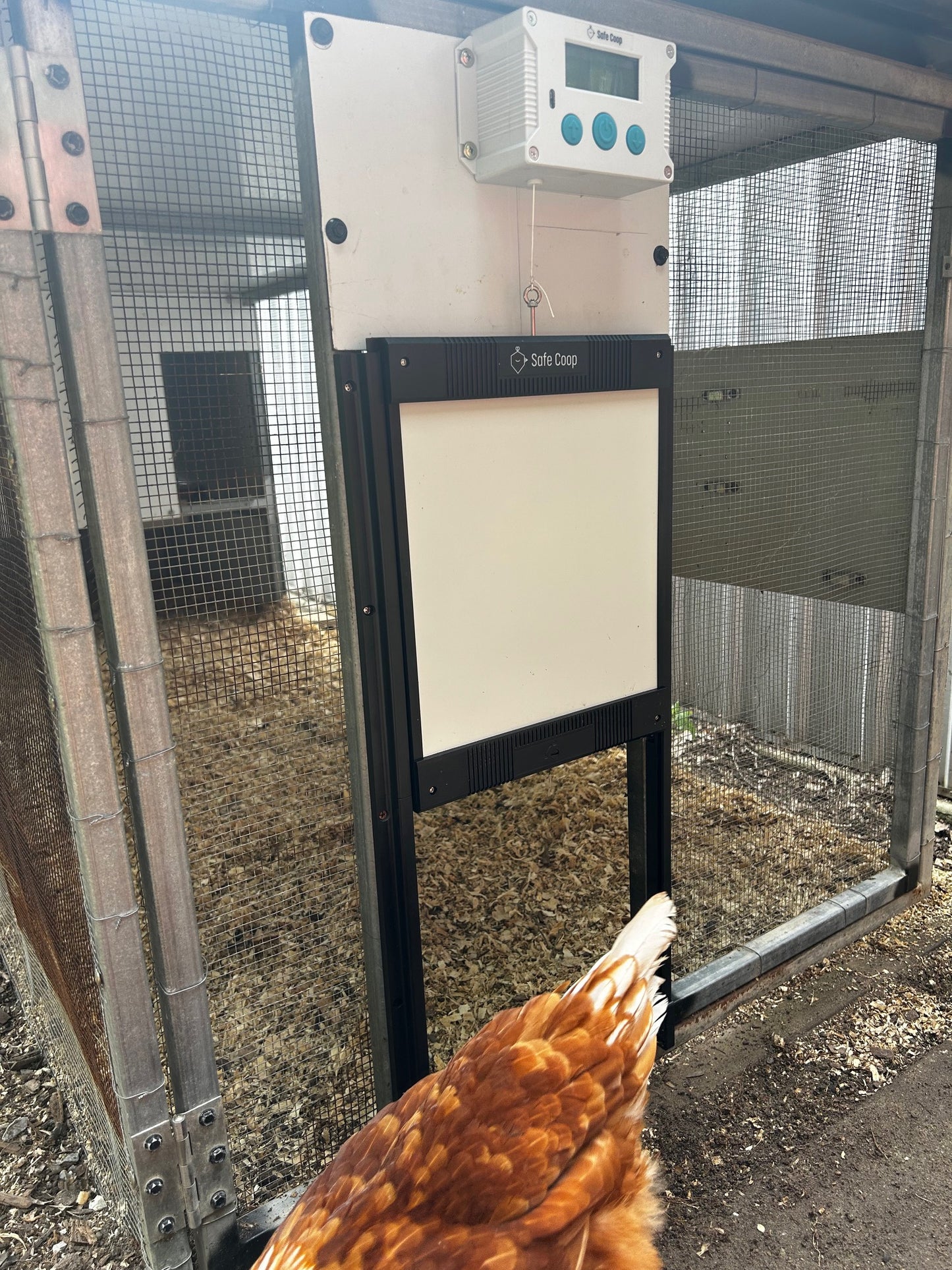 Safe Coop® automatic chicken door installed to let chickens free range outside their pen.