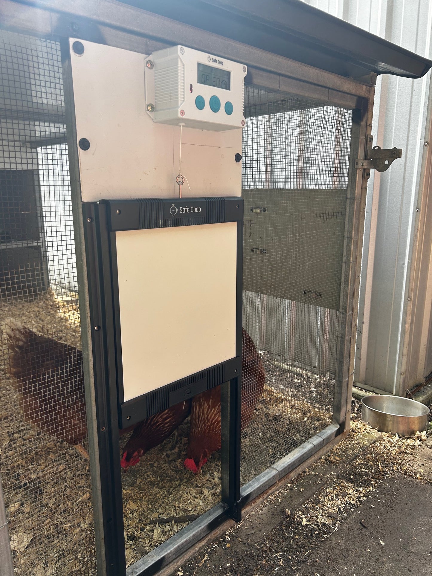 Safe Coop® automatic chicken door opening automatically.