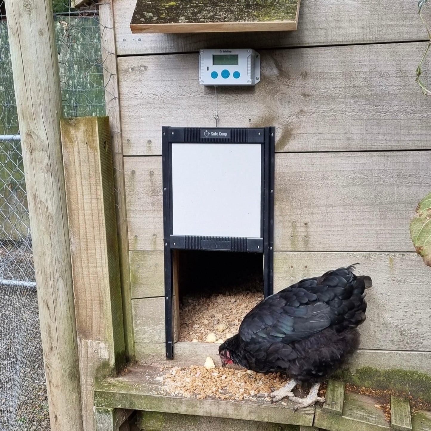 Safe Coop® automatic chicken door with a hen about to enter the coop