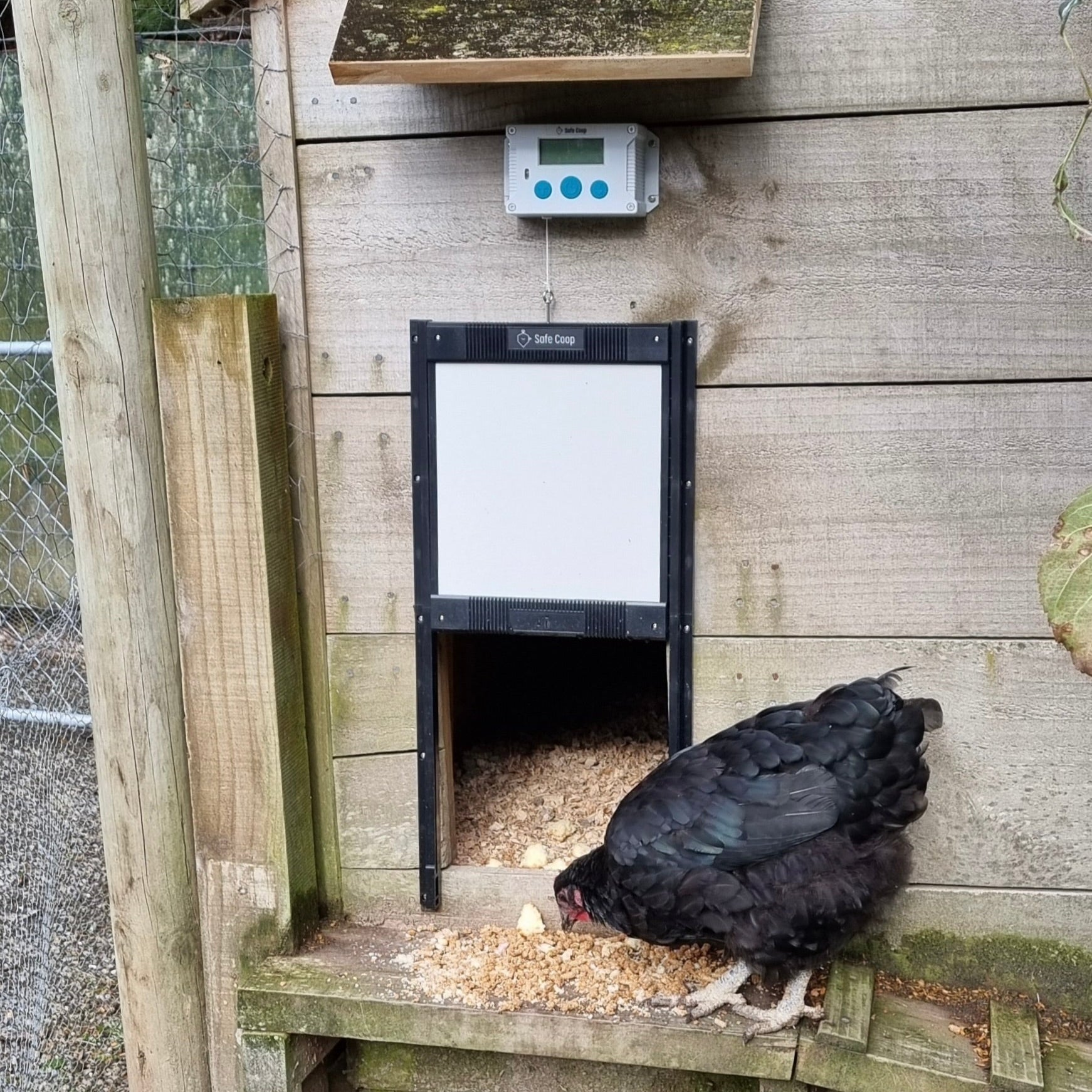 Safe Coop® automatic chicken door with a hen about to enter the coop