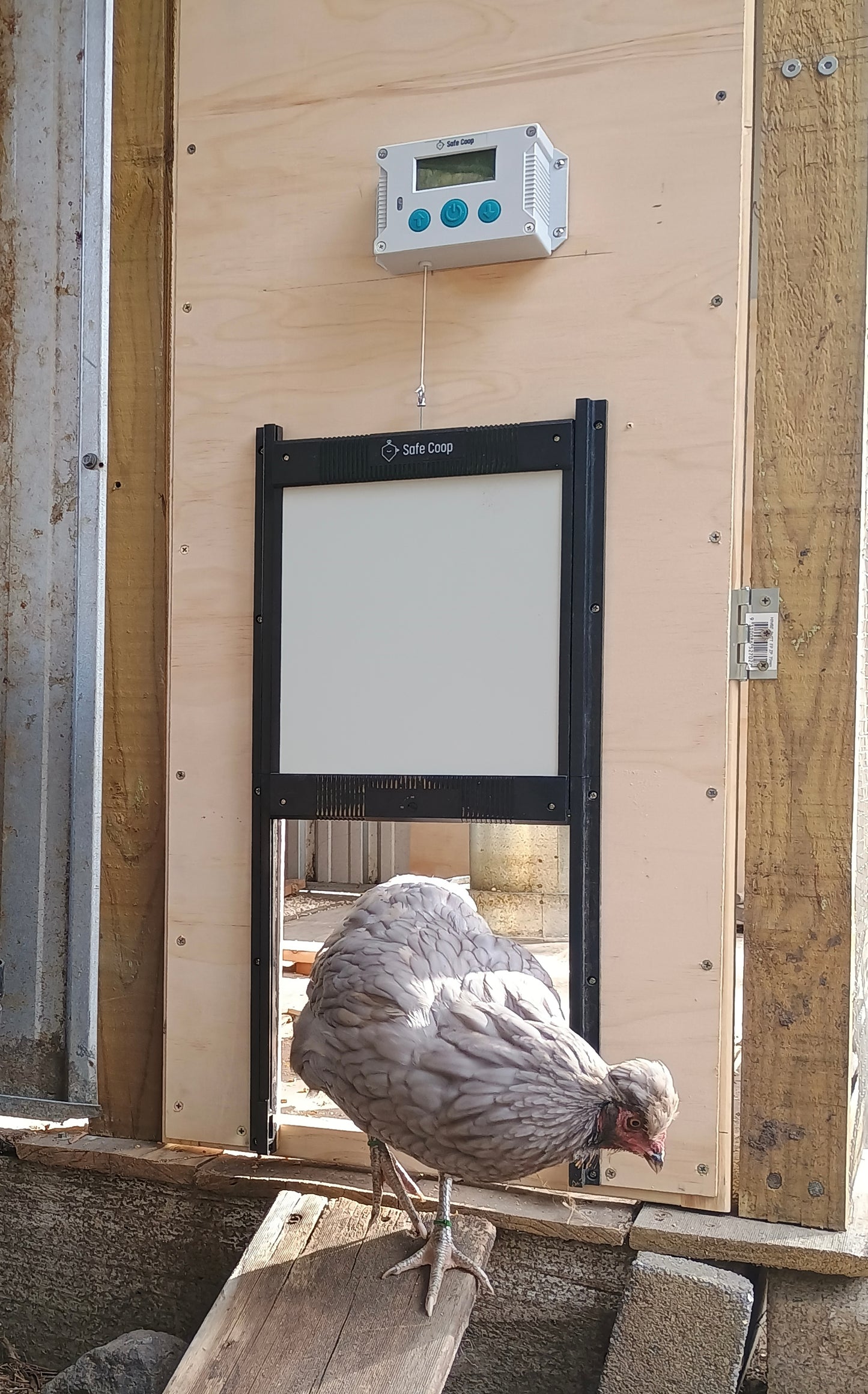 Safe Coop® automatic chicken door with a hen leaving the chicken coop.