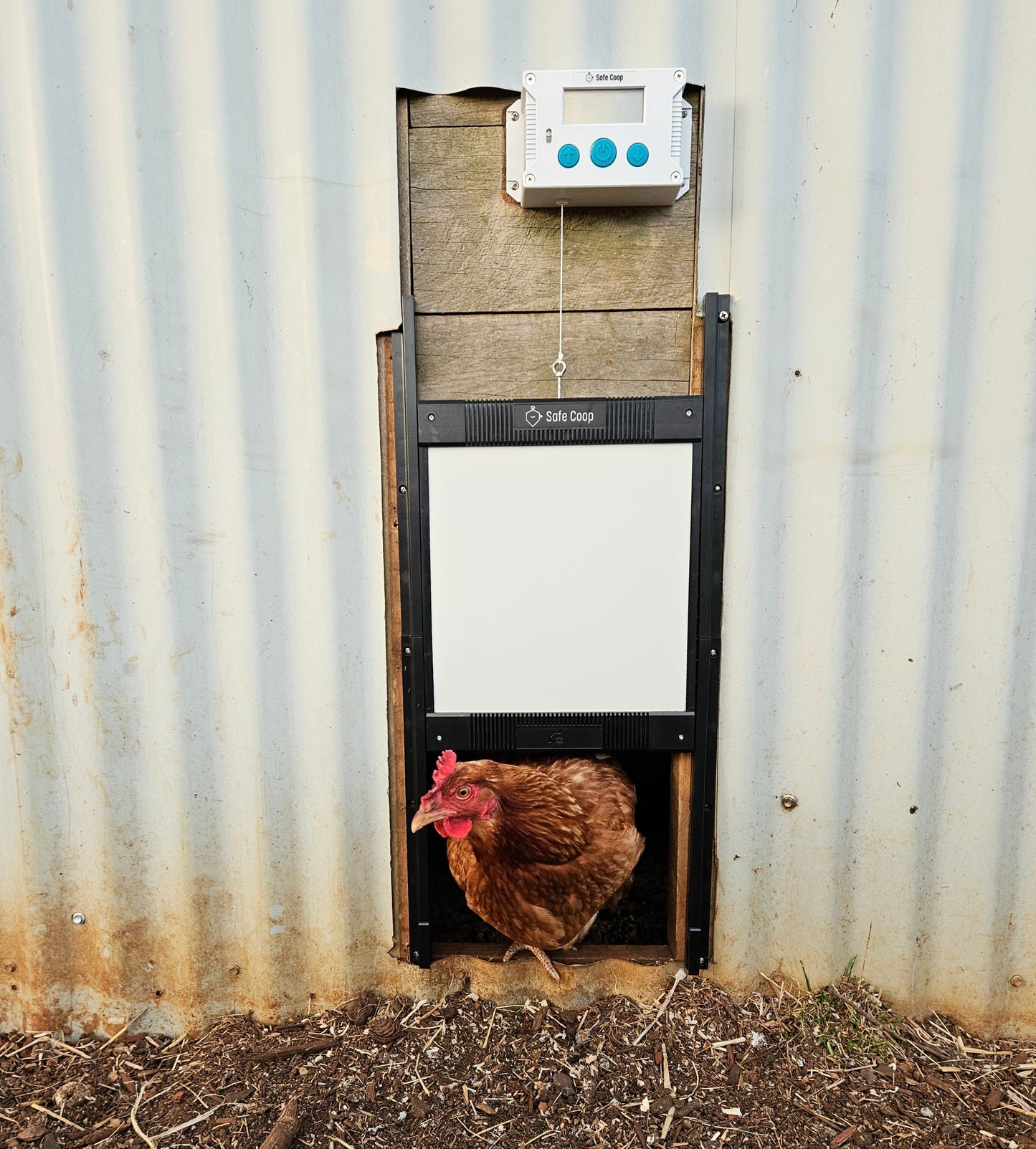 Safe Coop® automatic chicken door with a hen walking out while the door is opening.