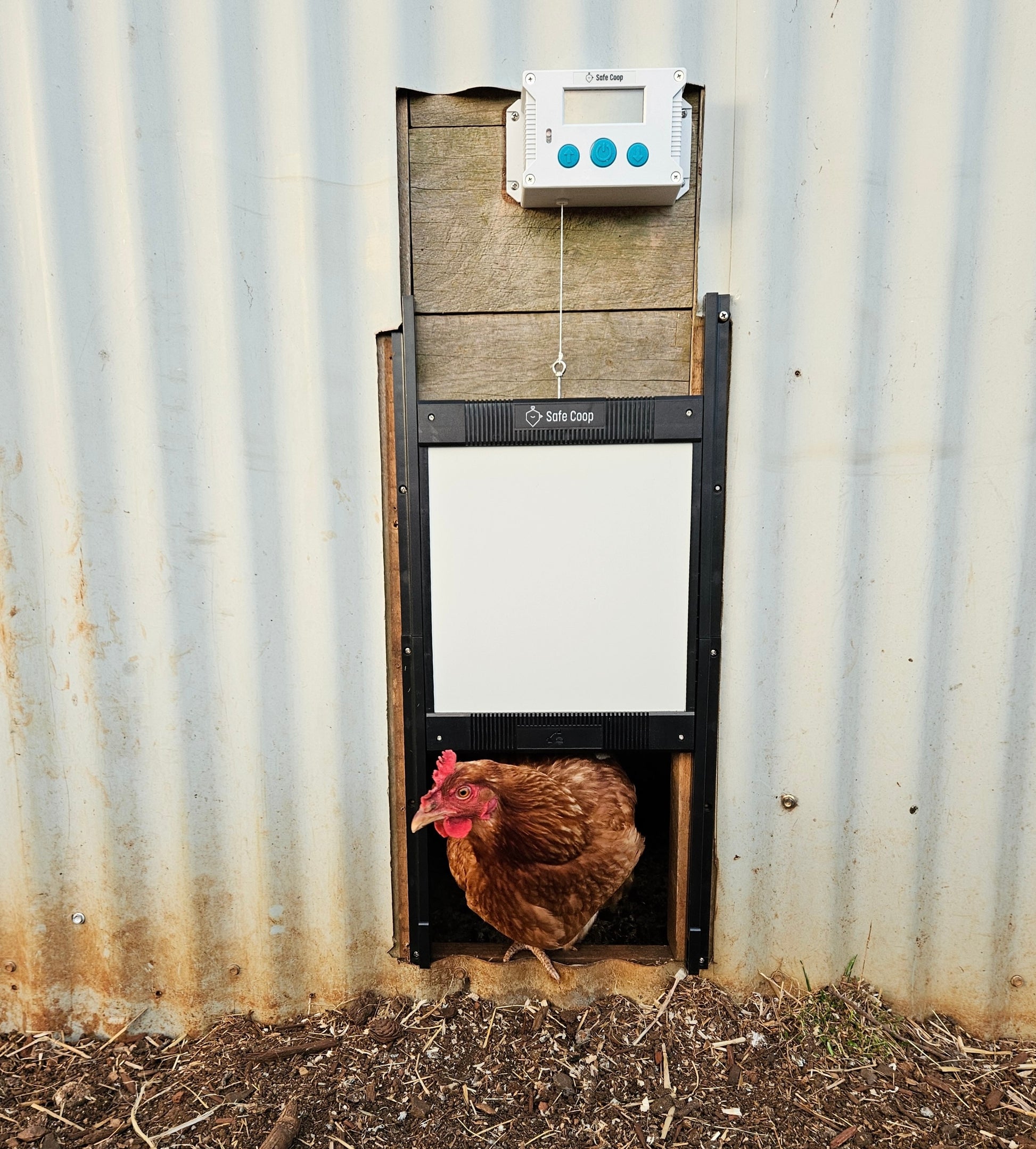 Safe Coop® automatic chicken door with a hen walking out while the door is opening.