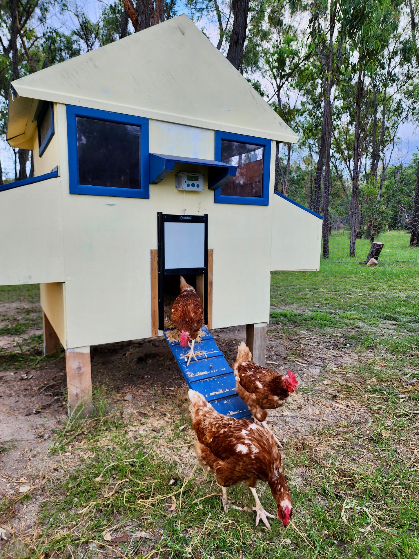 Safe Coop® automatic chicken door with hens walking out.