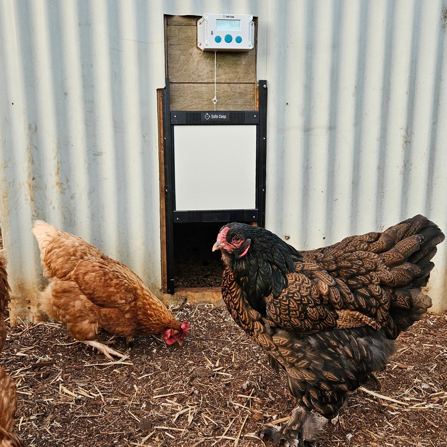 Large Brahma rooster in front of a Safe Coop® automatic chicken door. 