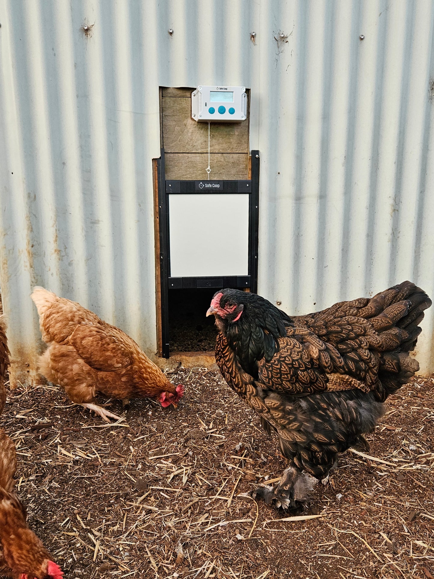 Safe Coop® automatic chicken door