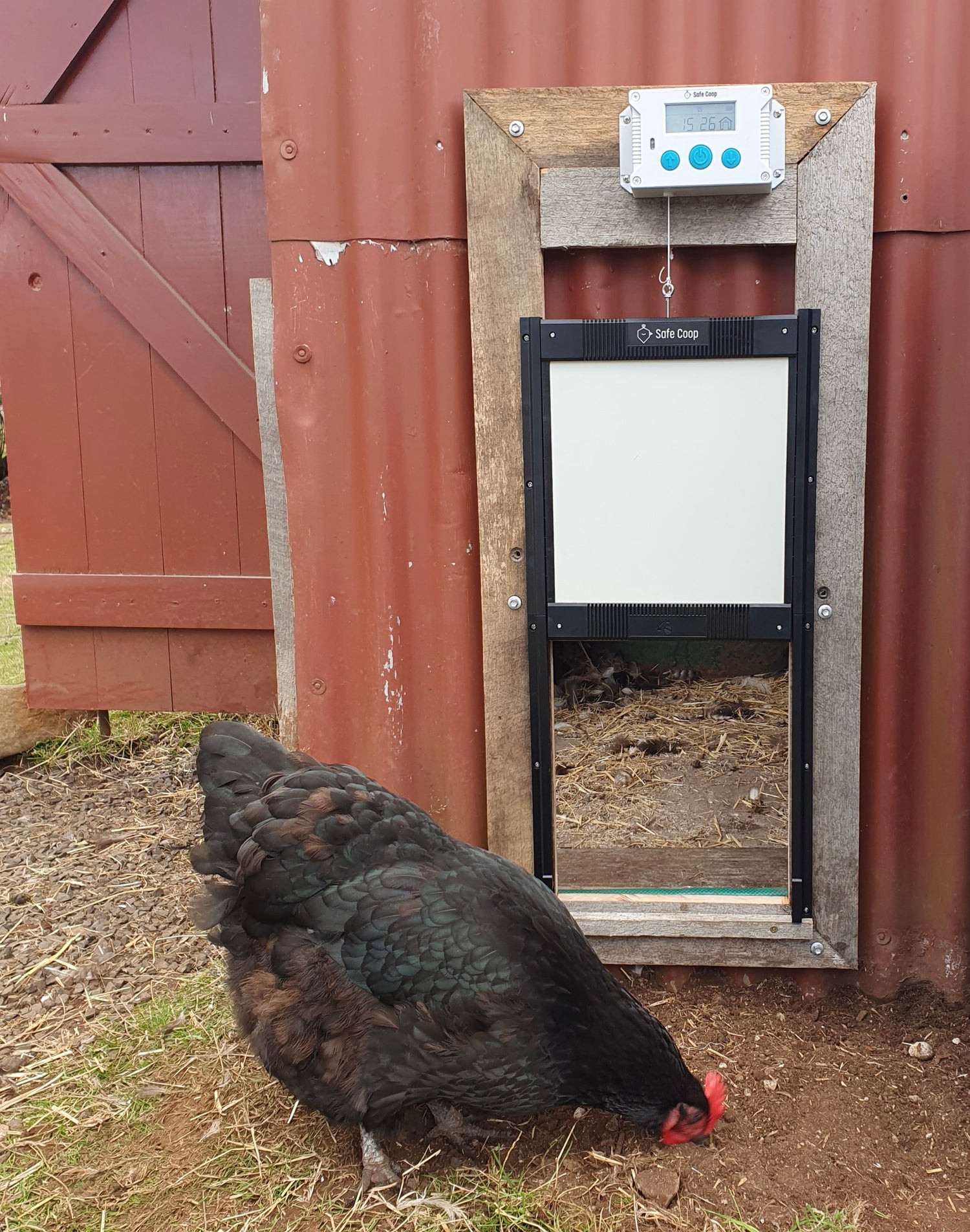 Safe Coop® automatic chicken door installed on a customer's chicken coop